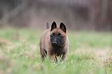 MALINOIS 859